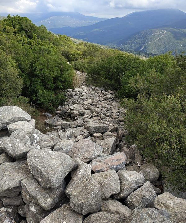 photo  Amfitreidis, 2019