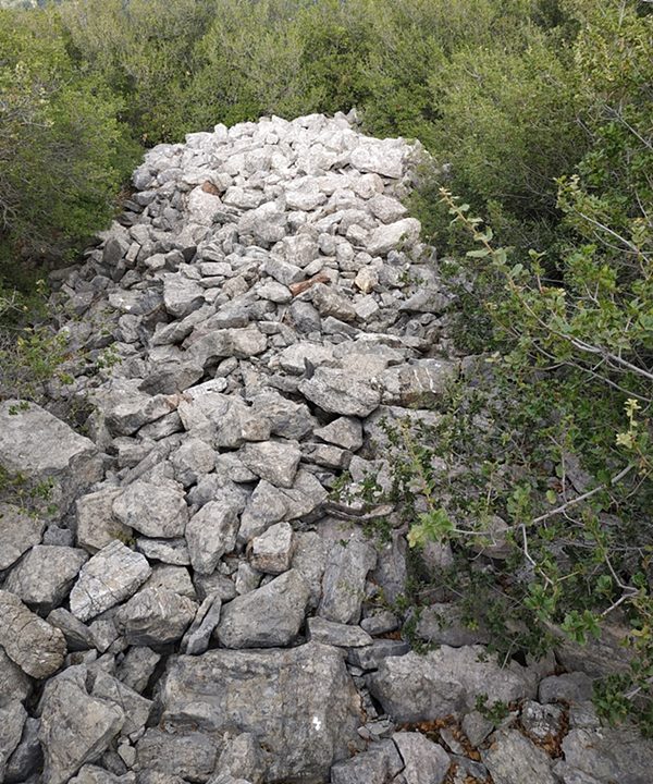 photo  Amfitreidis, 2019
