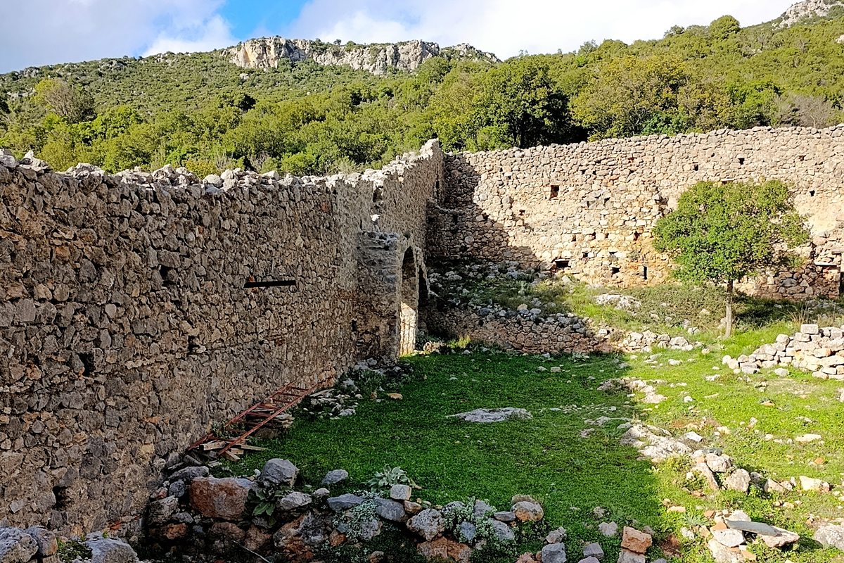 syntzaf8
