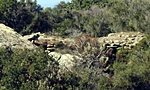 Μέγα Τείχος Αγίου Νικολάου